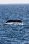Whale%20Watching%20Whale%20watching%20crews%20leave%20regularly%20from%20Plymouth%2C%20Barnstable%20and%20Provincetown%20Harbors%2C%20and%20most%20guarantee%20a%20sighting.%20No%20matter%20where%20you%20embark%2C%20your%20cruise%20will%20take%20you%20to%20Stellwagen%20Bank%20National%20Marine%20Sanctuary%2C%20the%20Atlantic%20whales%27%20favorite%20feeding%20grounds.%20Each%20year%2C%20beginning%20in%20late%20winter%2C%20whales%20return%20to%20the%20Sanctuary%2C%20which%20encompasses%20more%20than%20600%20square%20nautical%20miles.%20Since%20the%20water%20is%20shallow%20here%2C%20plankton%20upon%20which%20whales%20feed%2C%20rises%20closer%20to%20the%20surface.%20You%27ll%20see%20whales%20breaching%20%28leaping%20straight%20out%20of%20the%20water%20into%20the%20air%29%2C%20spyhopping%20%28holding%20their%20heads%20high%20out%20of%20the%20water%20as%20if%20having%20a%20look%20around%29%20or%20sounding%20%28executing%20a%20dive%29.%20Enjoy%20summer%20sunset%20whale%20watches%2C%20expert%20commentary%20from%20on-board%20naturalists%20and%20private%20charters.%20Provincetown%20is%20the%20closest%20port%20to%20the%20densely%20populated%20Stellwagen%20Bank%20making%20it%20an%20ideal%20whale%20watching%20departure%20point.%20Board%20one%20of%20the%20whale%20watching%20vessels%20in%20Provincetown%20Harbor%2C%20for%20a%203-hour%20whale%20watch%20into%20the%20waters%20of%20Stellwagen%20Bank.